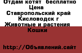 Отдам котят, бесплатно  › Цена ­ 1 - Ставропольский край, Кисловодск г. Животные и растения » Кошки   